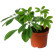 Schefflera plant in a pot